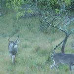 Whitetail Bucks at Frio River Cabins