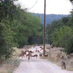 Whitetail, Axis and Wild Turkey at Frio River Cabins