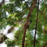 Hummingbird sitting on nest